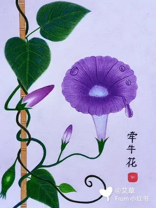 牵牛花又叫喇叭花 ,它颜色有很多种,我画的是紫色的,还好看吗?