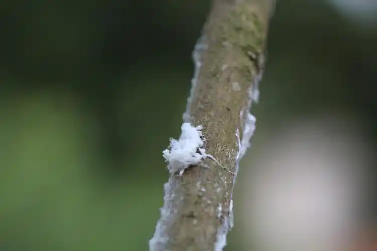 龙眼白蛾蜡蝉值盛发期果农需注意防治