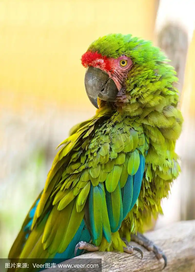 动物园里的绿金刚鹦鹉