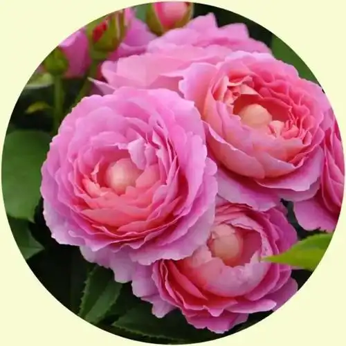 微信头像:花草树木,山川河流,美丽的大自然,养眼的风景