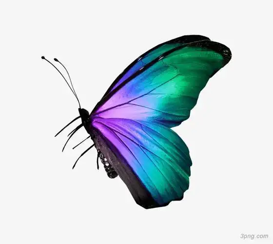 蝴蝶png素材透明免抠图片-其他元素