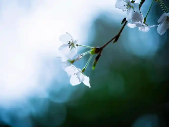 花朵,树枝,清凉,清新,唯美,安静,花影微凉,浅寂清幽,微距花朵壁纸图片