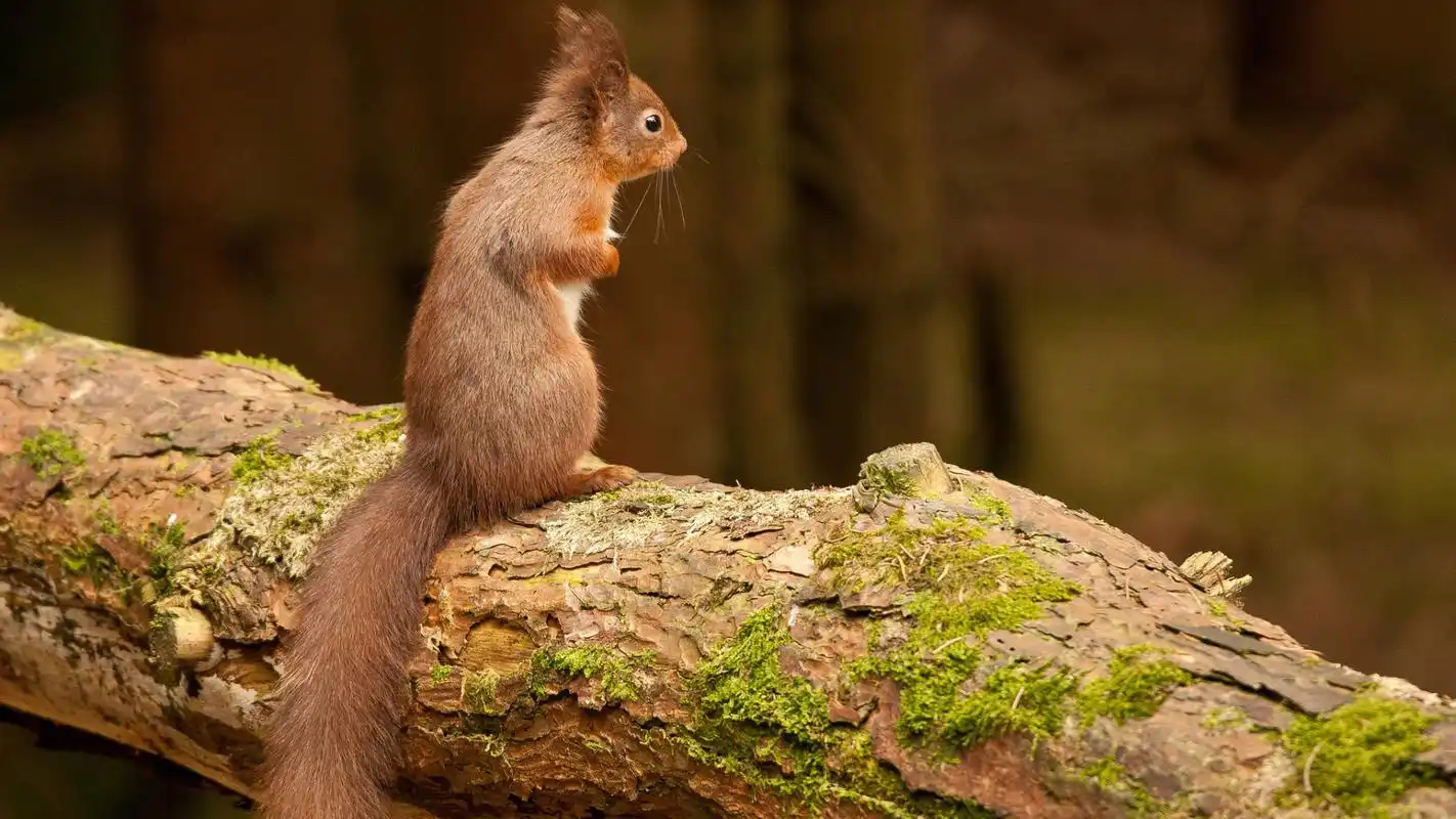 自然清新摄影高清桌面壁纸下载高清大图预览1920x1080_动物壁纸下载
