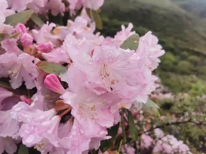 高山杜鹃(又叫羊角花)位于海拔4000米