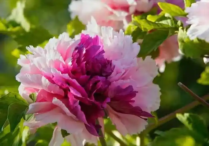 6种"富贵花",有院子种一棵,小苗养成"大花树",越养越值钱