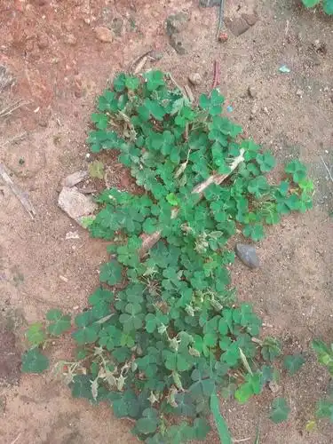 洪洞一连手院子发现大量宝贝你认识几个