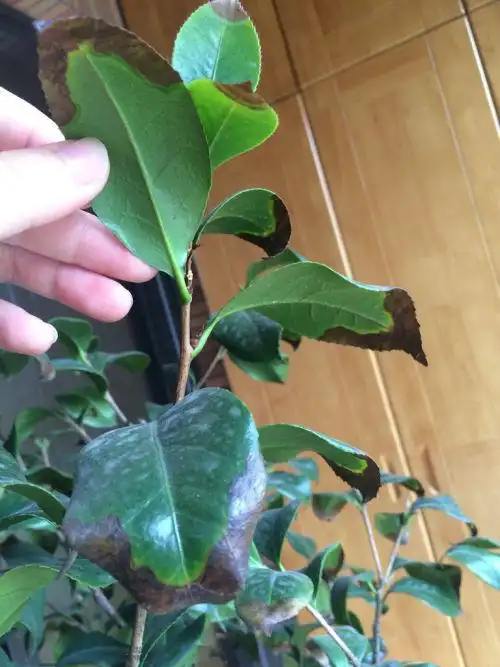 茶花叶子前端发黑干枯是什么原因?