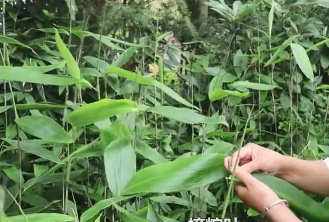 客家人用草木灰水泡糯米,做成原汁原味灰水粽,撒上白糖最好吃