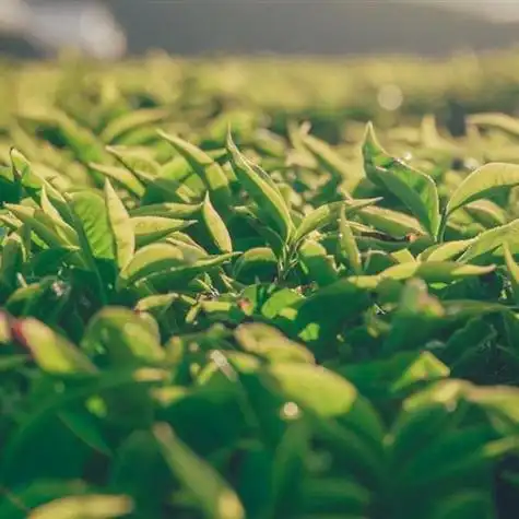 好看风景头像,风景秀丽的的茶园,十二使徒岩图片-唯美头像