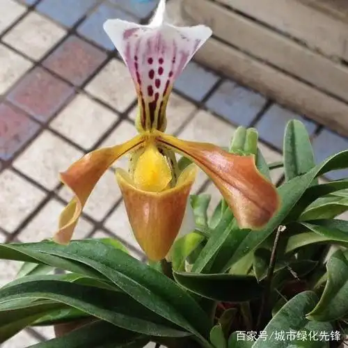 小叶格力兜兰欣赏