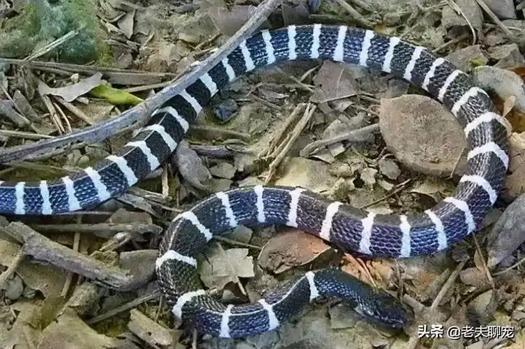黑白王蛇和银环蛇区别亚洲一哥银环蛇如何与其它黑白蛇区分