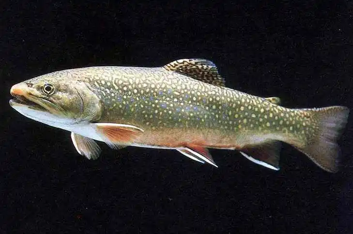 鲑鱼生活在大西洋及太平洋,在美洲大湖及其他湖亦可找到.