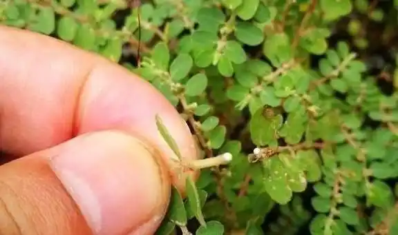 农村随处可见的"卧蛋草"是珍贵药材吗?