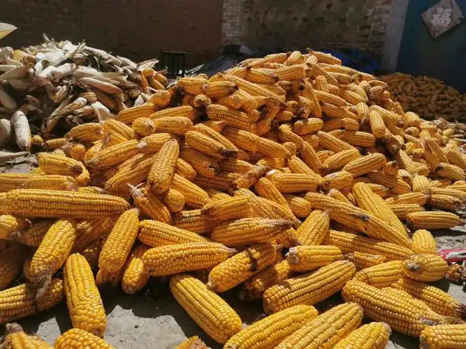 秋天的玉米是金黄色的