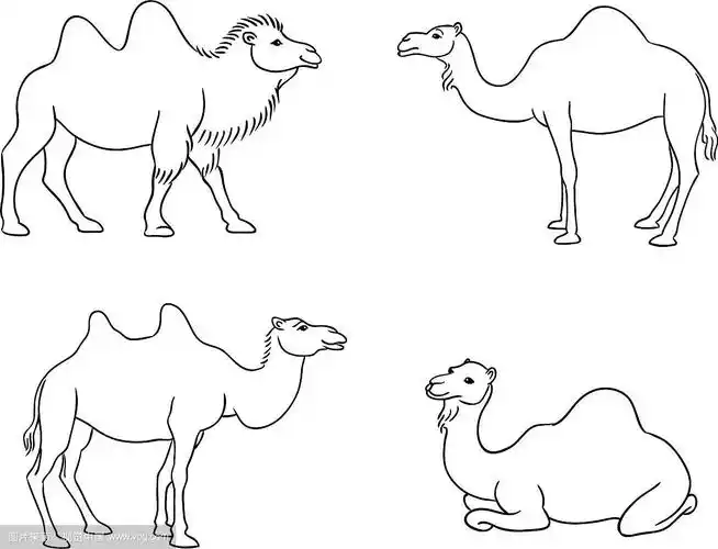 骆驼的轮廓