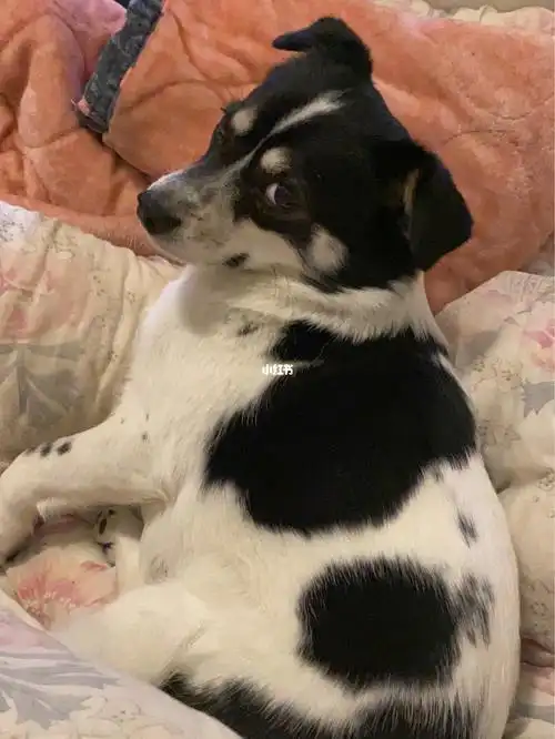 黑白花狗|我最爱的萌萌胖猪猪_宠物_宠物_狗