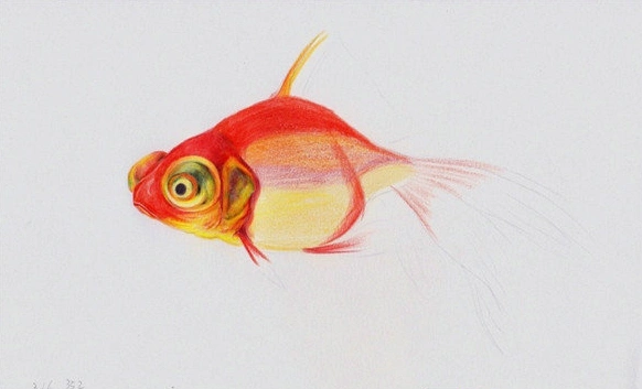 小金鱼彩铅画手绘教程步骤