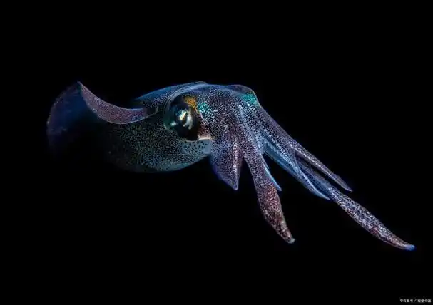 乌贼为什么会吐墨水