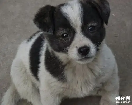 长知识了_土狗图片_狗扑中华田园犬网