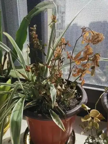 再看阳台更是可怜,自己精心养的几盆绿植已经干枯,她又好气又好笑,这