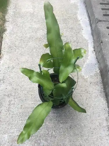 昙花叶子过于肥大影响开花吗