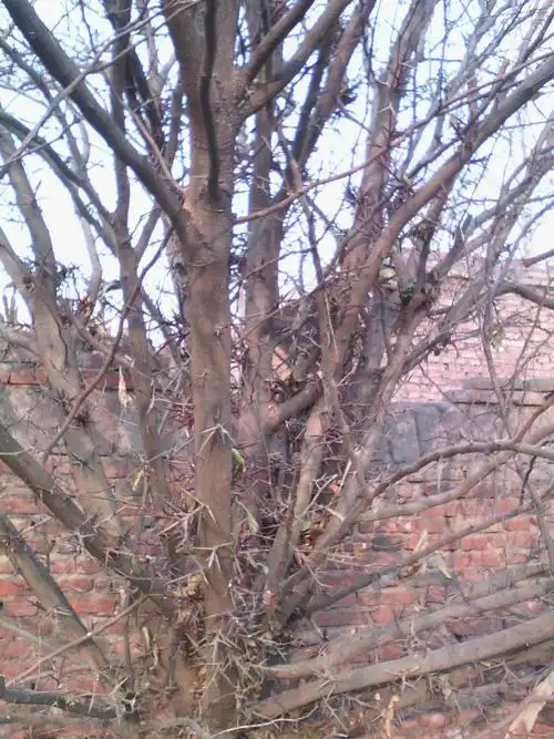 太奇怪了,好多大刺!