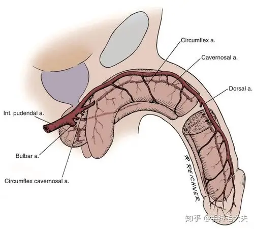 男性的丁丁其实是一个很脆弱的器官,日常生活中,有很多可能的原因会