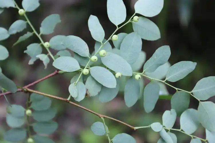 庆元植物1244大戟科叶下珠属青灰叶下珠