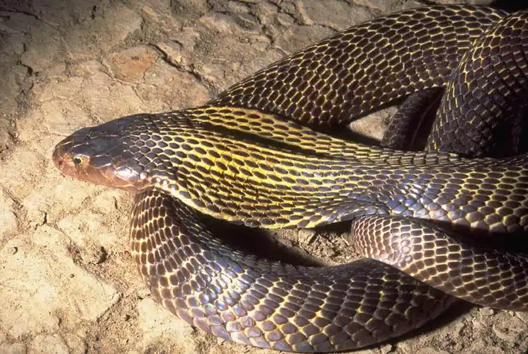 缅甸喷毒眼镜蛇