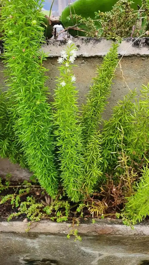 为百合科天门冬属多年生常绿草 本观叶植物天门冬为半蔓性,茎丛生