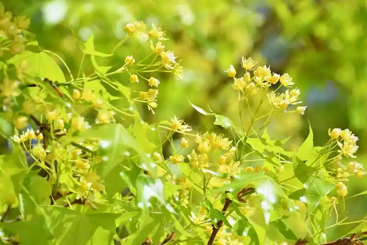 枫树花,原创拍摄|枫树|原创|拍摄_新浪新闻