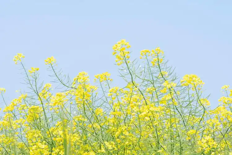 优美句子100字以及赏析_晶羽文学网