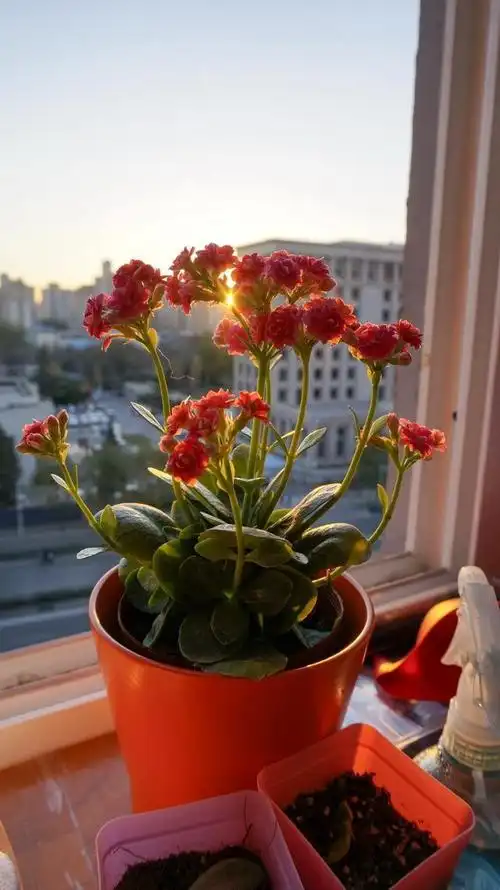 夏天养长寿花别做4个傻事错一件就枯萎