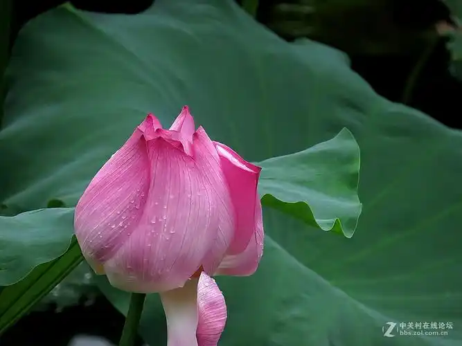 含苞待放的豆蔻花冠