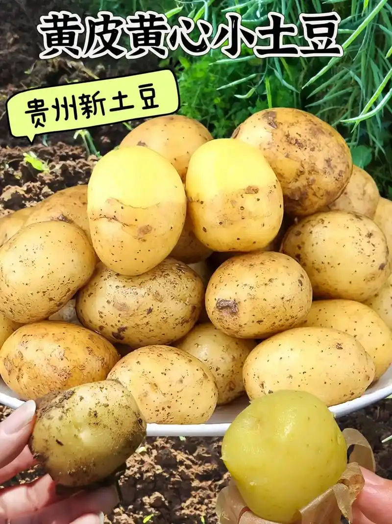 贵州黄皮黄心小土豆