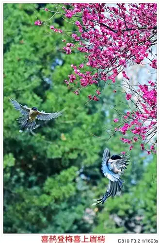 喜鹊登梅《二》(副本)