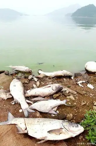 环境污染所带来的后果,不容小视