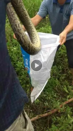 一个地方出现了好多大蛇.会不会有什么事发现.一条有十几斤.