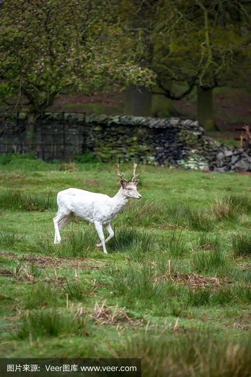 单只白化鹿