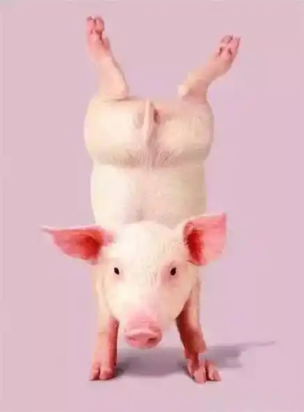 猪与男人的四大理想