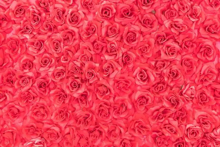 紫色清新勿忘我鲜花背景图片紫色清新勿忘我鲜花背景图片婚庆浪漫情侣