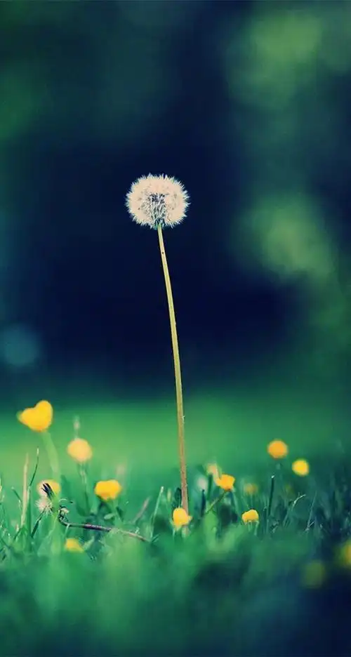 简短文艺小清新句子图片旅行文艺小清新句子