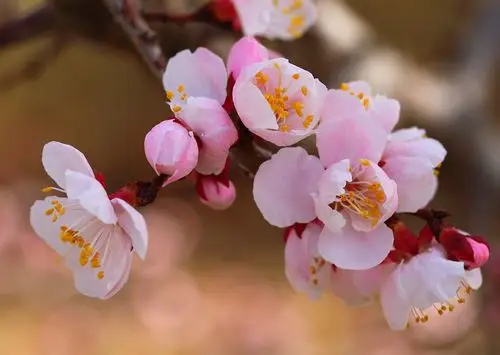 桃花朵朵开,好运连连来!