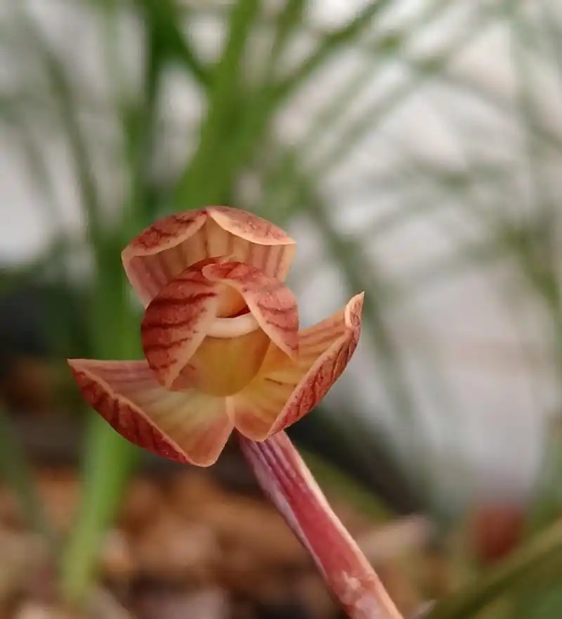 甸阳金荷,下山于保山的经典莲瓣兰,无论从收根,放角,紧边来说,都完