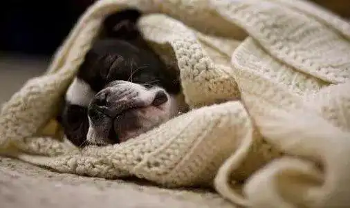 狗狗喜欢跑床上躲进被窝,它可能是没安全感