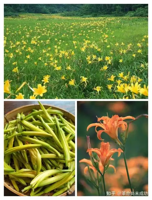 紫萱又被称作忘忧草,萱草,黄花菜等,紫萱的功效和作用也有很多种,比如