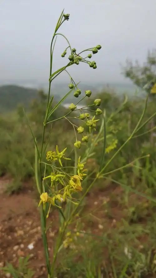 认识延庆植物-徐长卿
