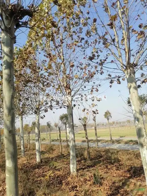 山东怀舜园林供应25公分法桐大规格法桐树法桐工程苗