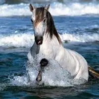好看良马骏马奔腾疾驰图片_微信头像图片大全