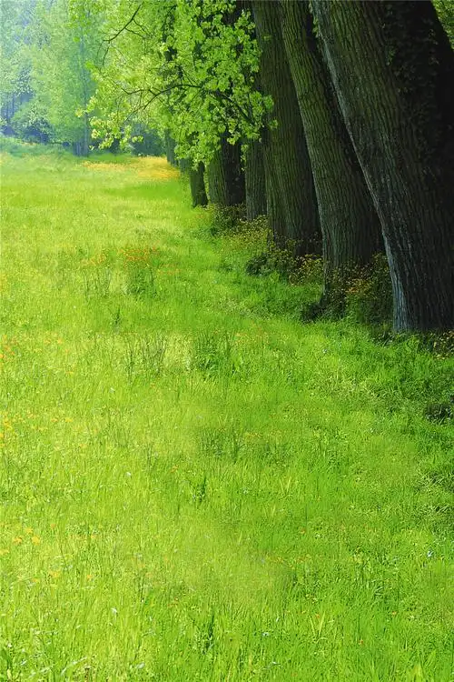 绿色草地h5背景图